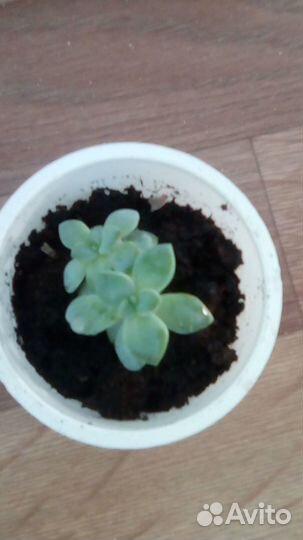 Цветы эхеверия