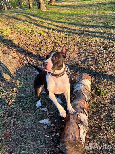 Щенки американского стаффорширского терьера