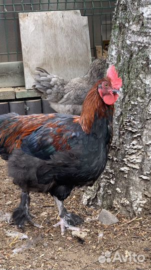 Куры породы маран