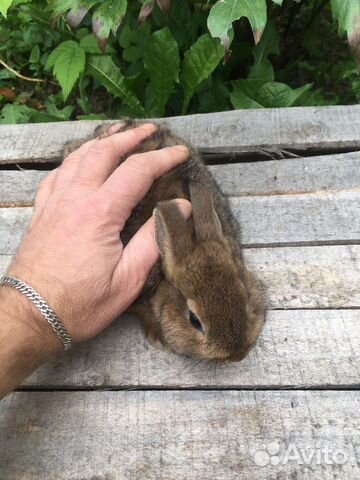 Нидерландский карликовый кролик объявление продам