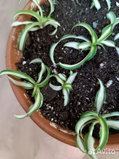 Хлорофитум