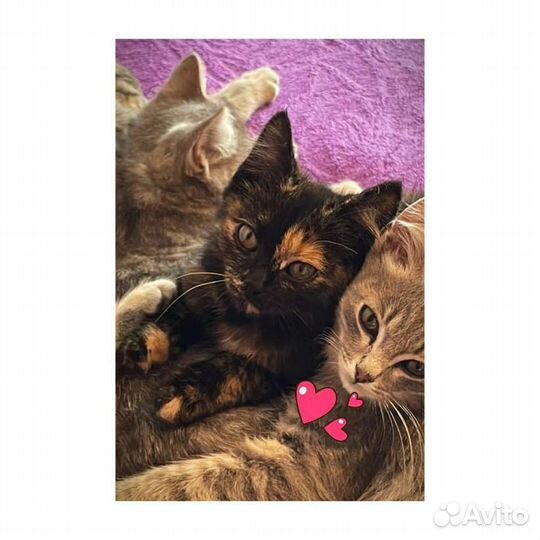 Котенок девочка 2 месяца