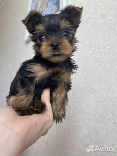 Щеночки мини йорка