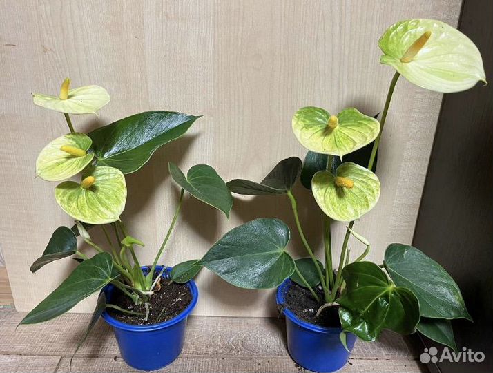 Антуриум зизу, лили, ягуар грин, аляска