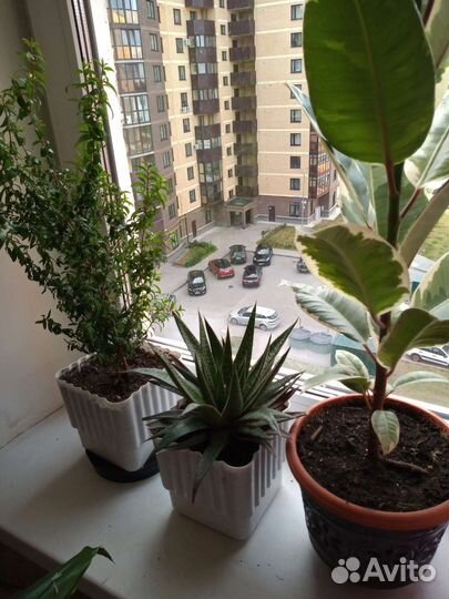 Кактусы и суккуленты