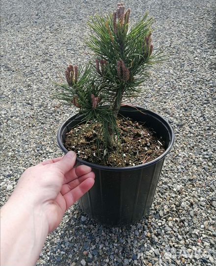 Сосна (pinus heldr.) Mops в 5л