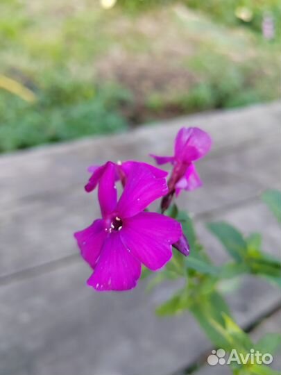 Флоксы сортовые