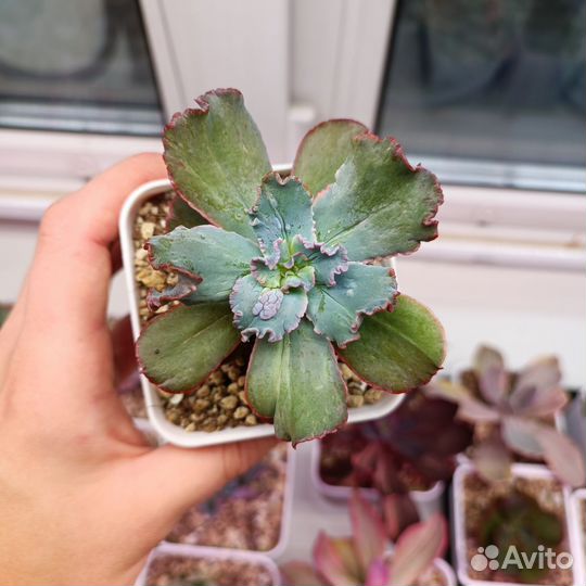 Суккуленты эхеверии 1