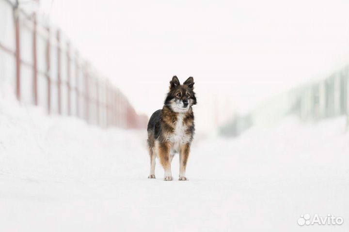 Собака в добрые руки