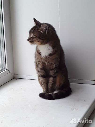 Милая кошечка в добрые руки