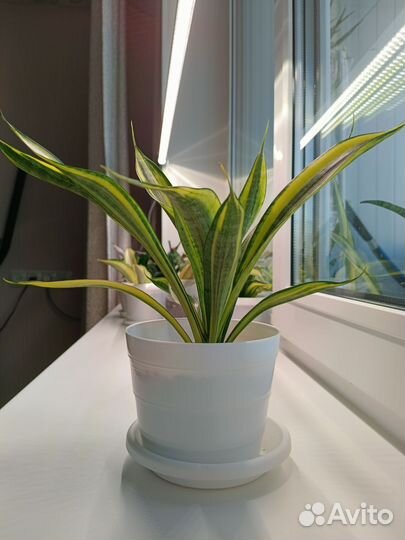 Сансевиерия Голд Банер