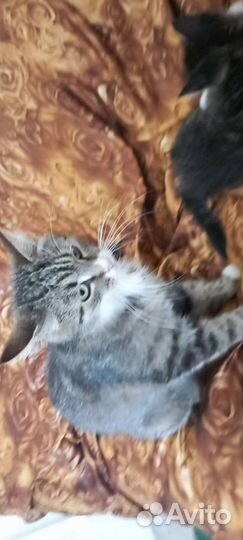 Котята в добрые руки приучены к лотку