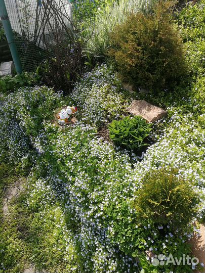 Почвопокровник вероника нитевидная