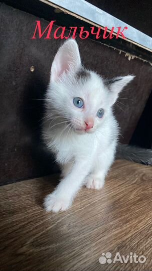 Котята в добрые руки даром