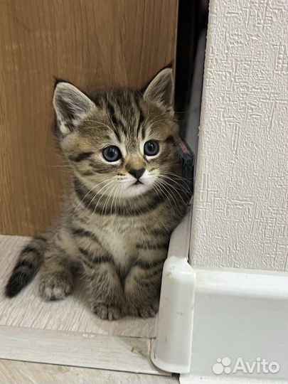 Шотландские котята