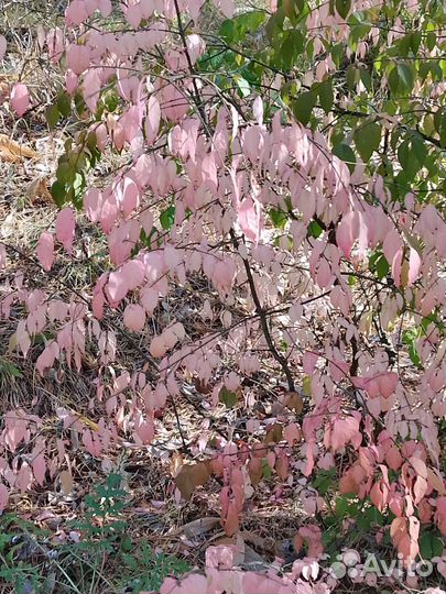 Бересклет крылатый европейский