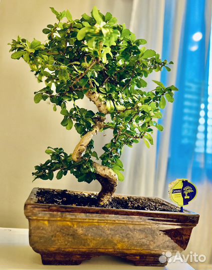 Бонсай кармона