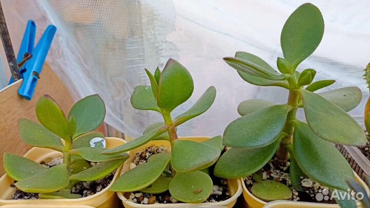 Цветы домашние в горшочках