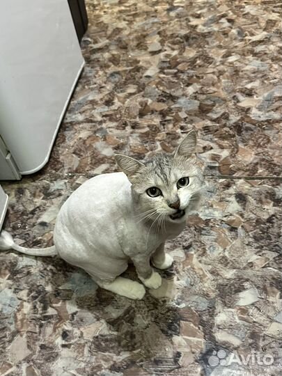 Грумер стрижка собак и кошек