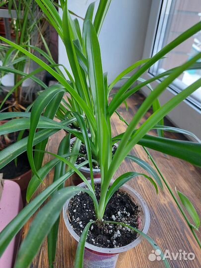 Эпипремнум, хлорофитум, традесканция