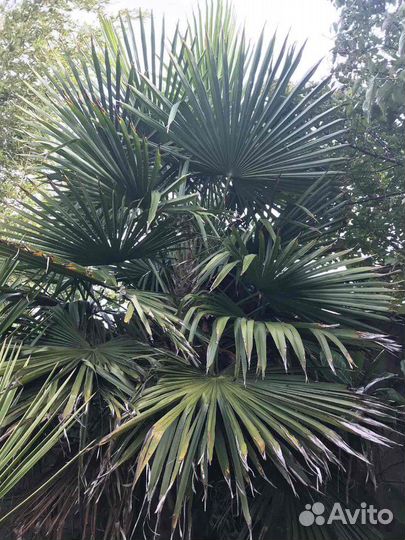 Пальма Трахикарпус Форчуна