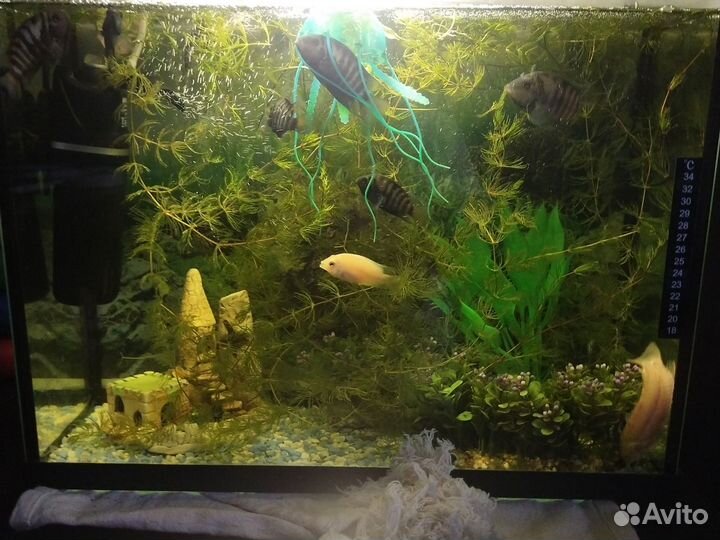 Аквариум с рыбками и оборудованием