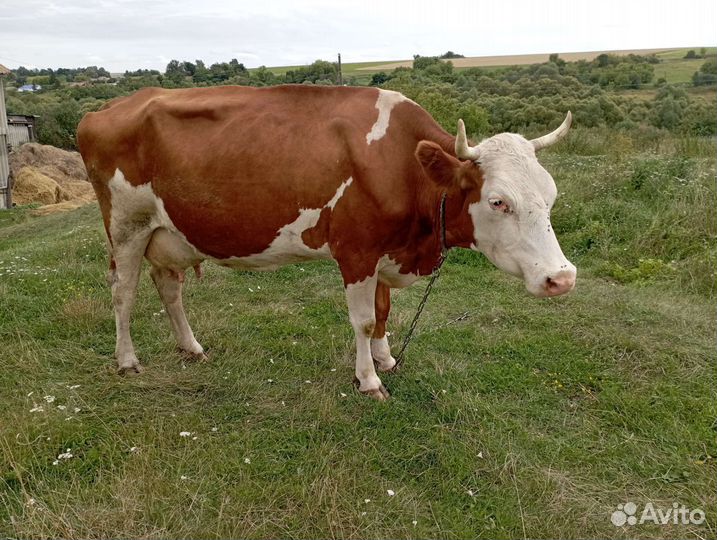 Корова дойная