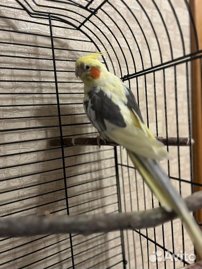 Попугаи корелла