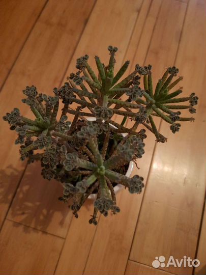 Суккуленты