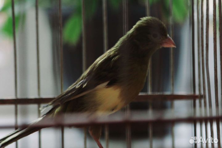 Канарейка кенор