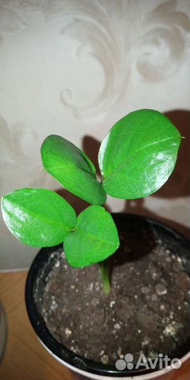 Цветы комнатные