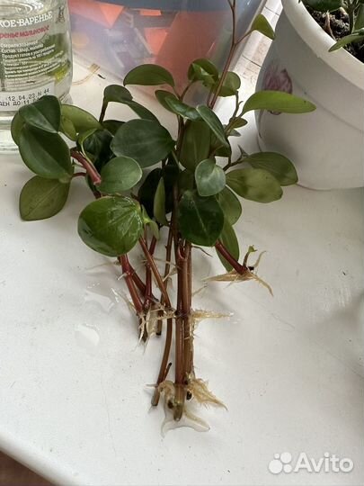 Толстянка, стапелия, фикус, восковой плющ