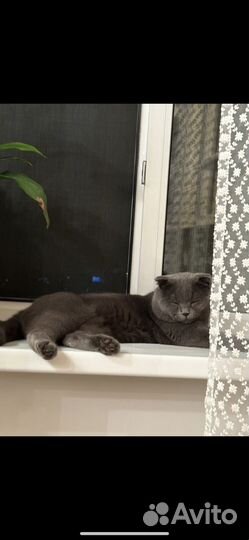 Шотландский вислоухий кот в добрые руки