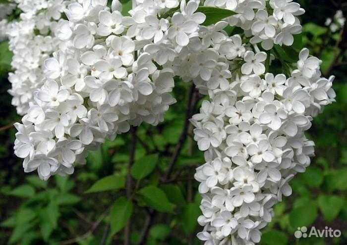 Многолетние растения Сирень белая, сиреневая