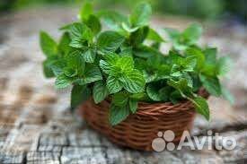 Сортовая мята