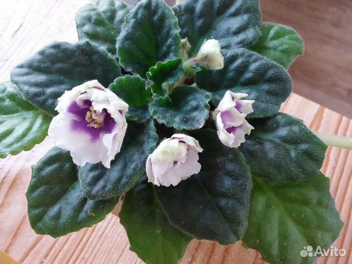 Сортовые фиалки