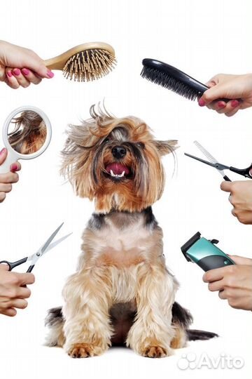 Груминг собак