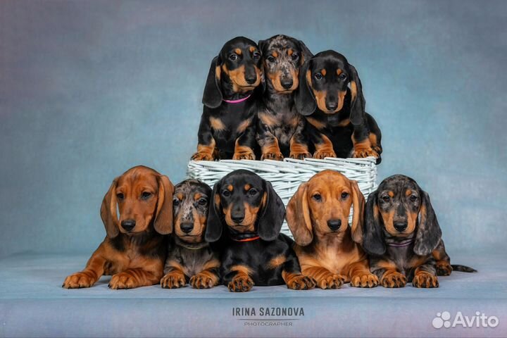 Такса, щенки 3.5 месяца
