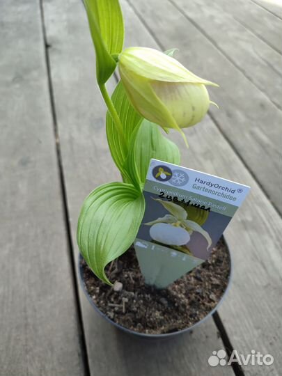 Cypripedium Sabine Pastel