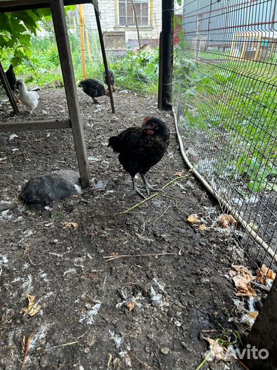 Петушки с прилитием крови Марана, хохлатых