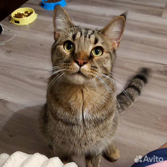 Умный, разговорчивый кот в ответственные руки