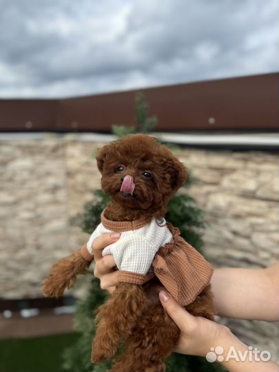 Микро тедди тикап пудель
