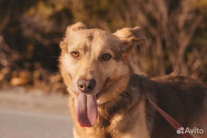 Собака в добрые руки