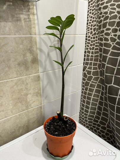 Замиокулькас