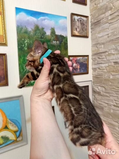 Бенгальские котята