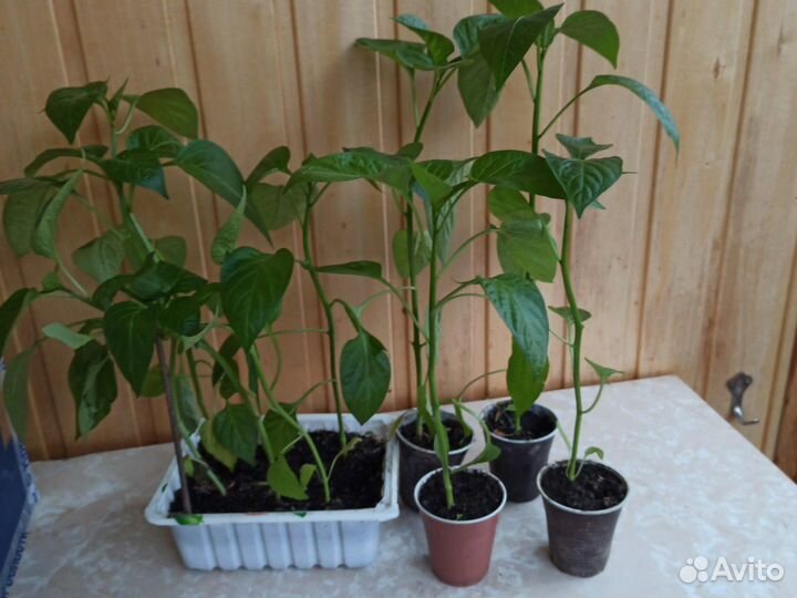 Рассада помидор и перцев