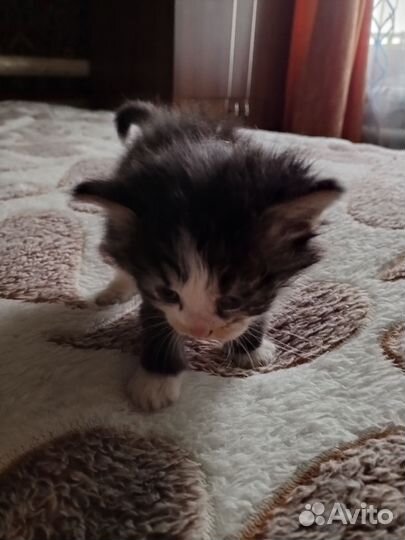 Котята в добрые руки бесплатно