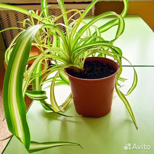 Хлорофитум