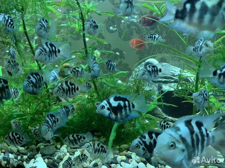 Рыба сапфировый попугай / Гуппи