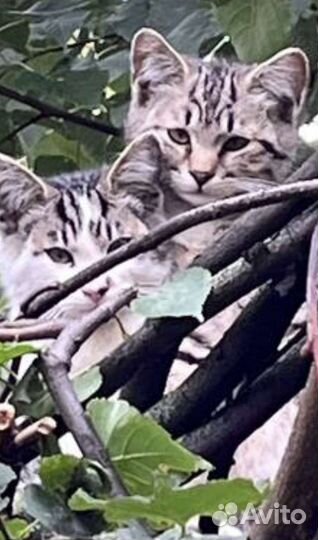 Котята